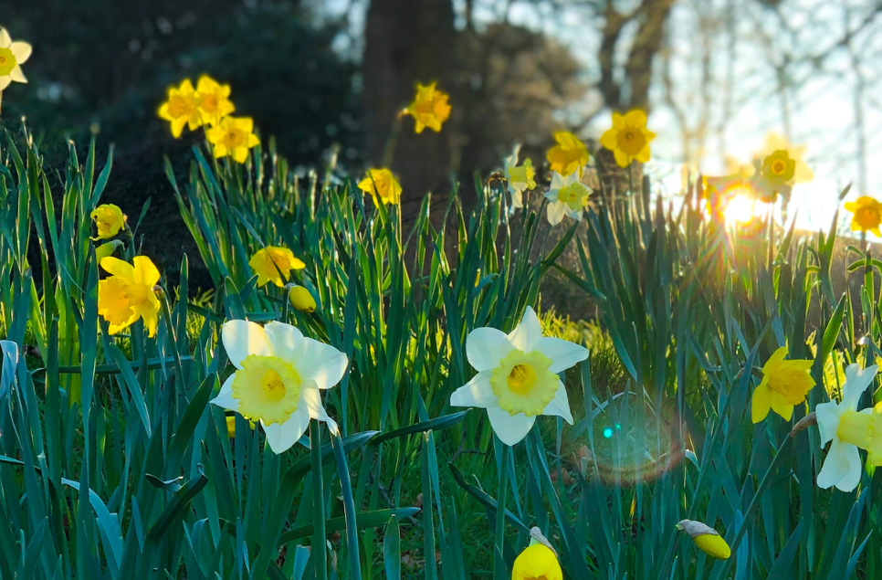 Enjoy the Beauty of Spring: Exploring the Signs of Spring in Our Wetlands